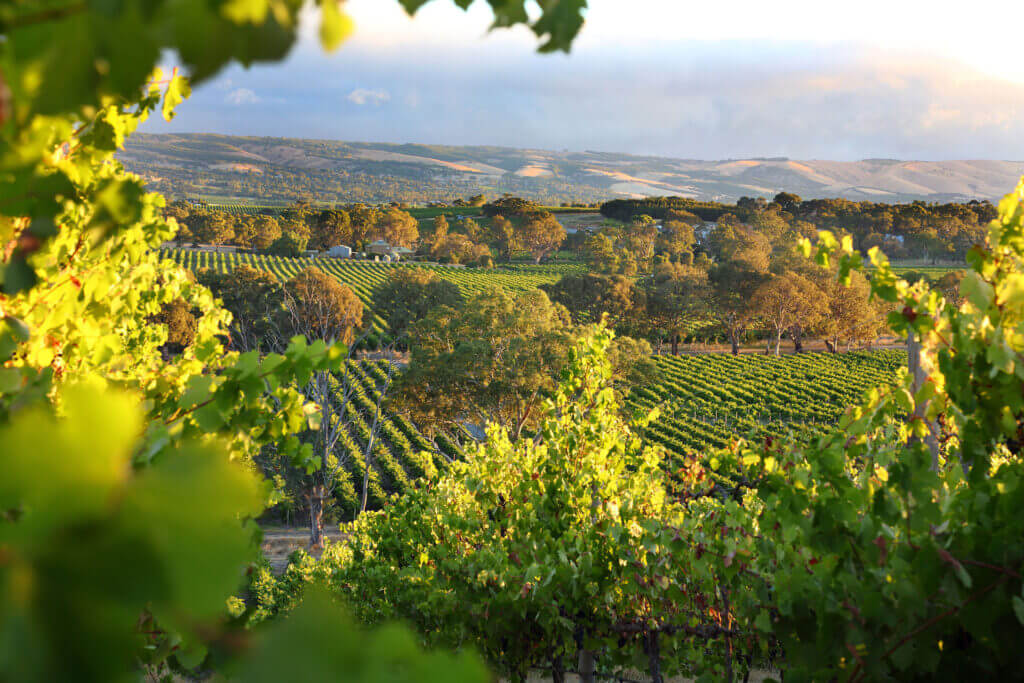 McLaren Vale in South Australia is a wine region beautiful vineyards.