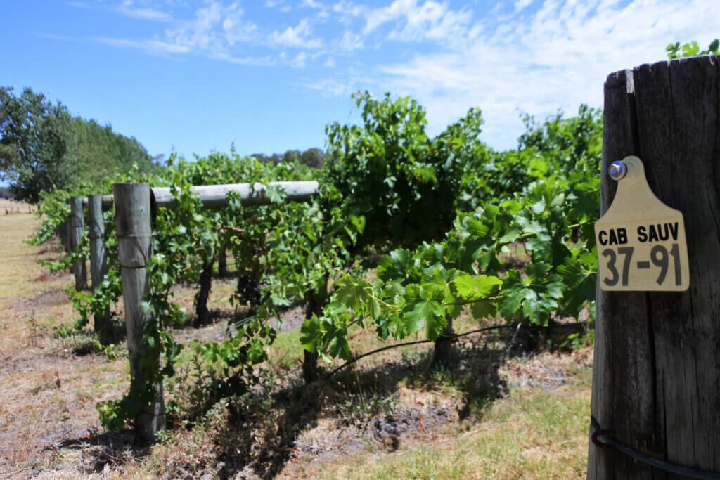 Cabernet sauvignon grapevine growing in Margaret river region, one of our top five green travel destinations, in Western Australia