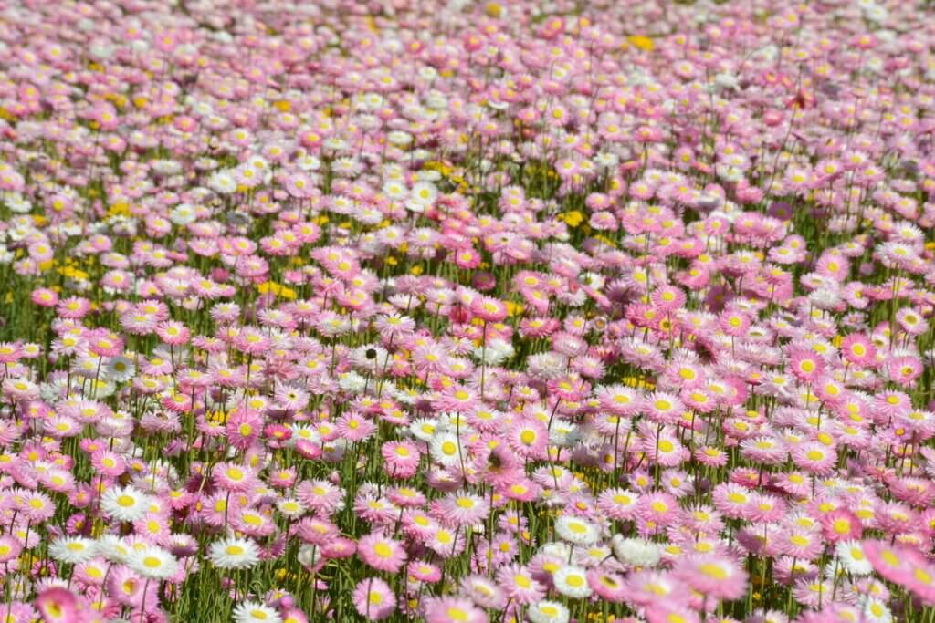 Western Australia’s renowned wildflowers are on full display at the Everlasting Kings Park Festival