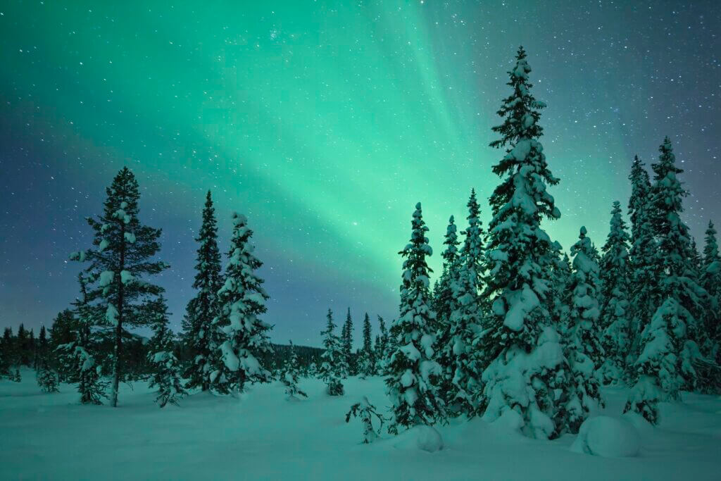 The northern lights flicker over a 
frozen forest near Kiruna, Sweden.