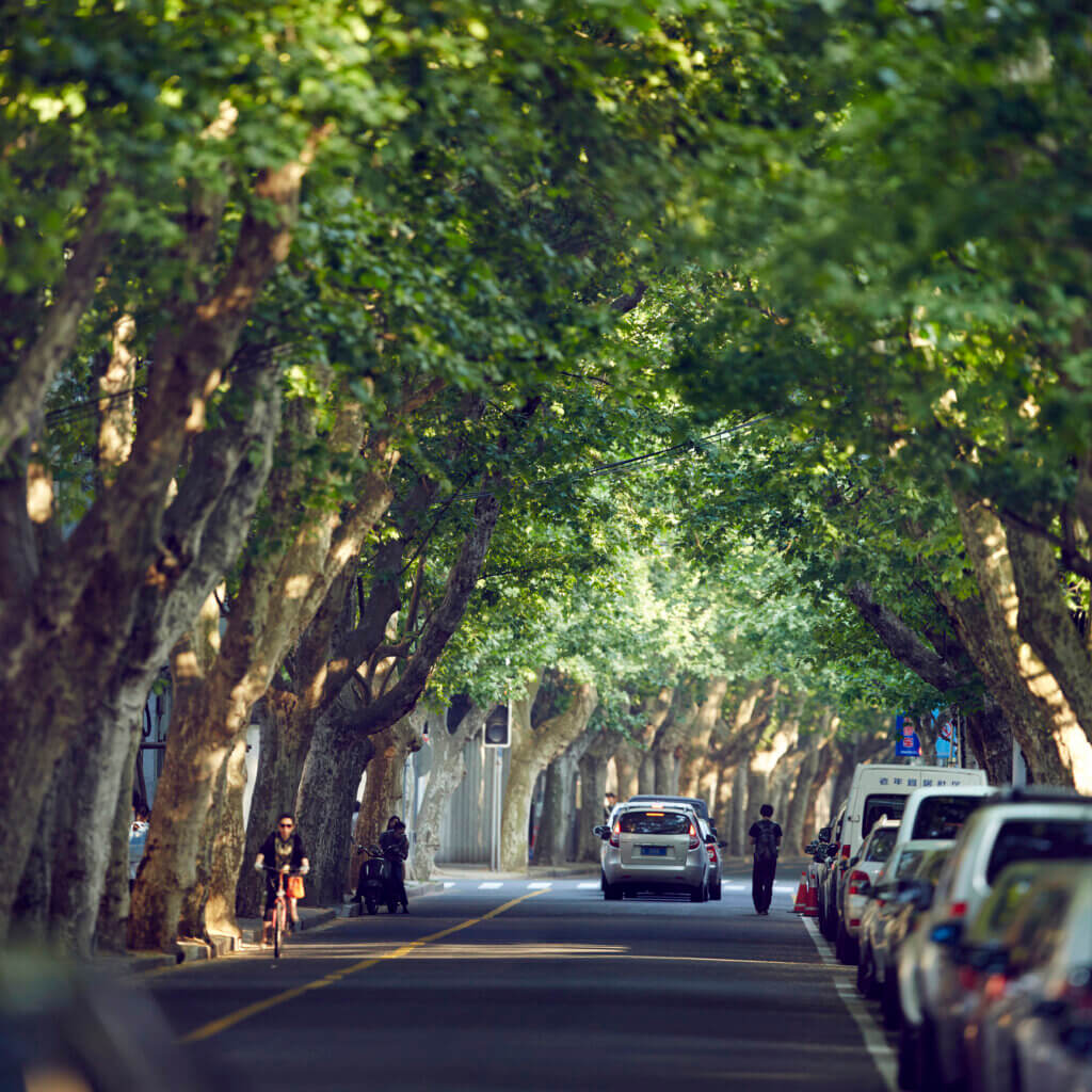 A treelined alley in the Former French Concession area of Shanghai, China