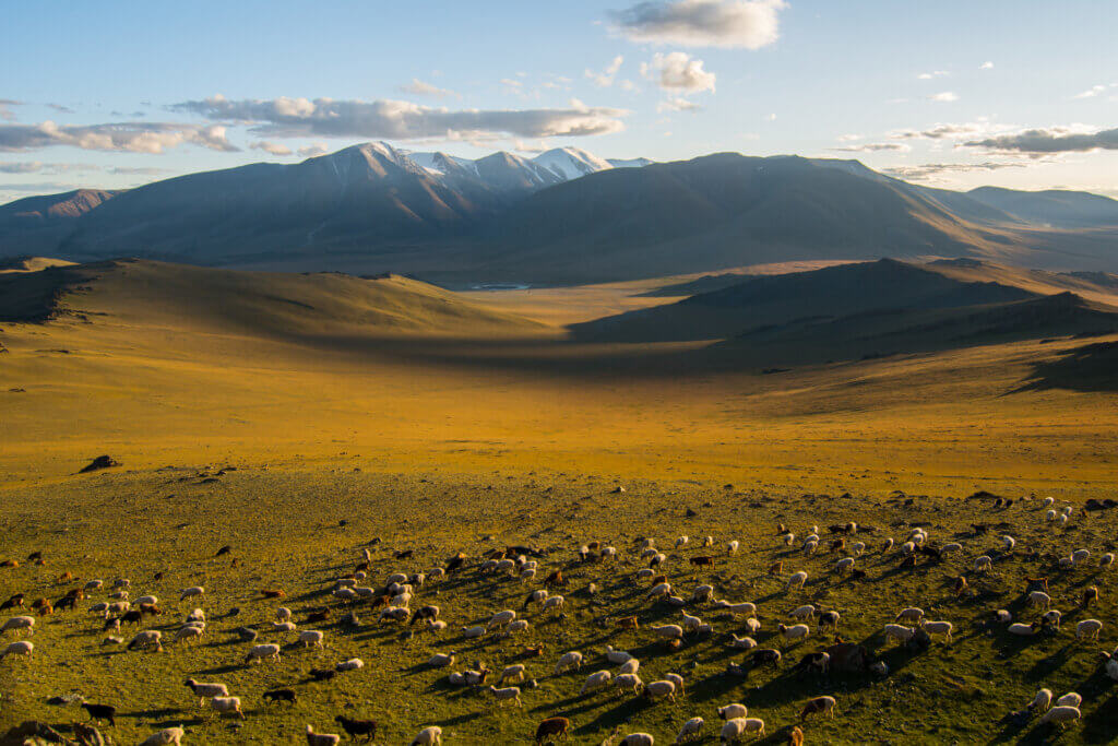 Mongolian steppes