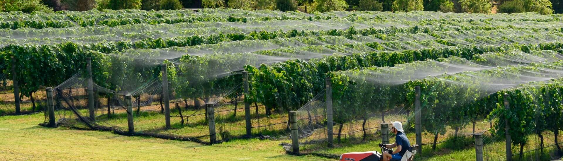 Port Phillip Estate vineyards